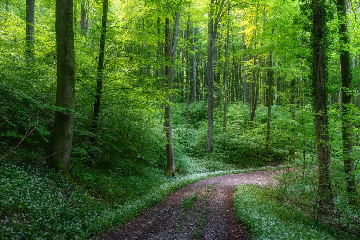 A Monthly Phenology Checklist for Temperate Woodlands